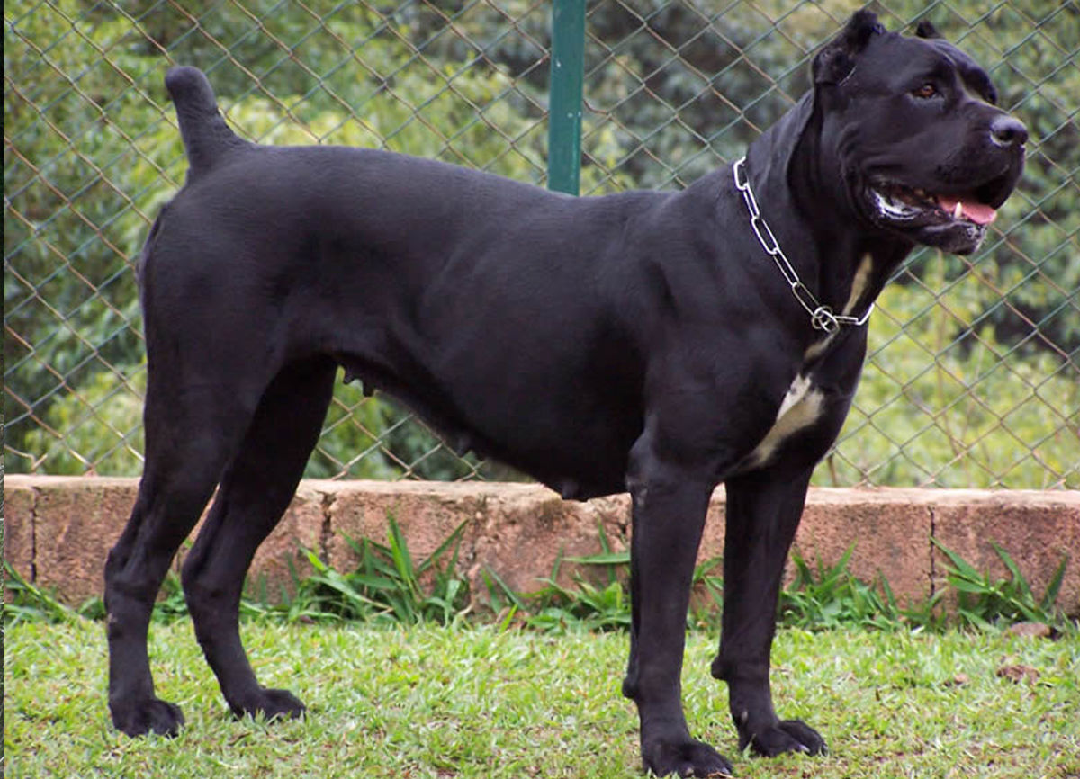 Cane Corso